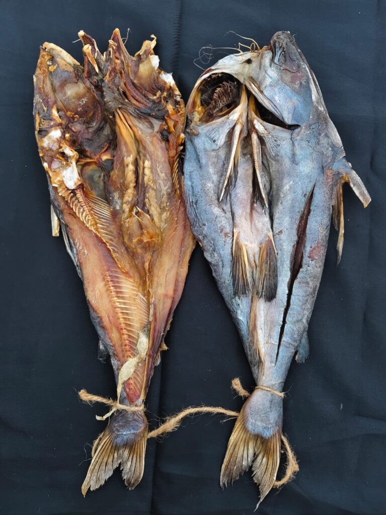 রিটা/গাগলা শুঁটকি।